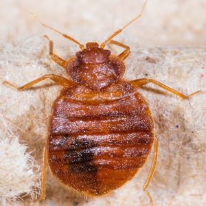 What Does Bed Bugs Spray Extermination Cost In Surprise AZ?