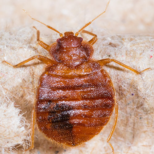 What Do Bed Bugs Look Like? Here's a close up.
