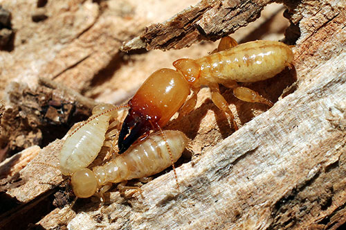 Termites Surprise AZ